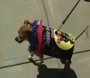 Dog in costume Dog in costume