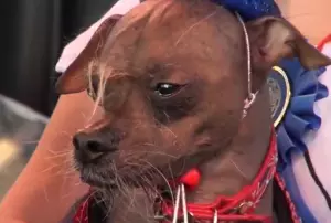 Mugly - World's Ugliest Dog 2012 Mugly - World's Ugliest Dog 2012