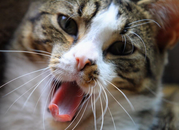Cats Cats