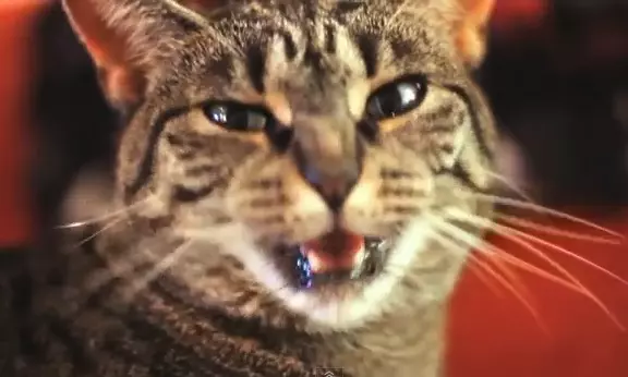 Cat Cat