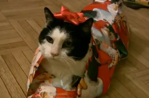 Wrapped cat Wrapped cat