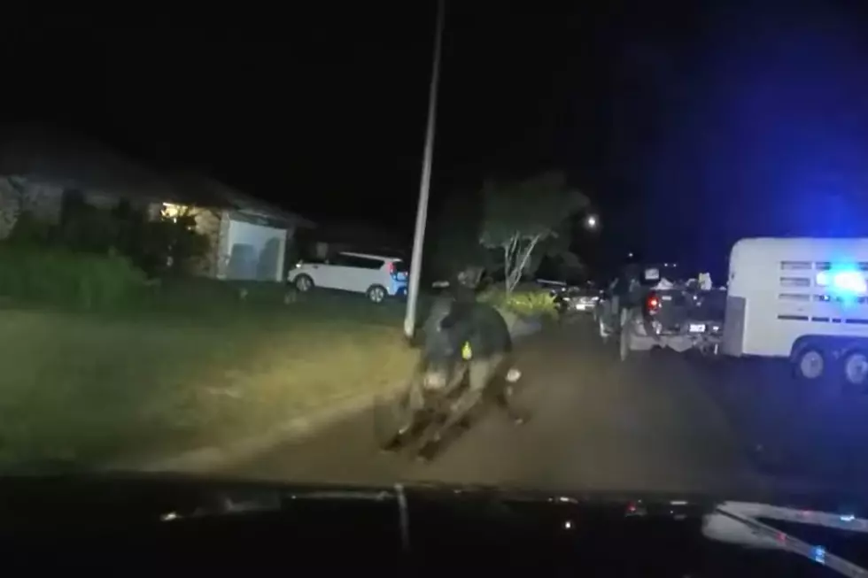Police Help Wrangle Bull That Escaped Into Texas Neighborhood