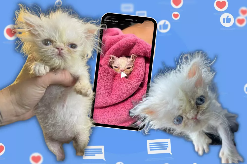 Meet Wisp, the Teeny-Tiny Rescue Kitten We Can’t Get Enough Of (VIDEO)